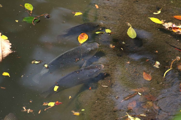 教練！這隻魚可以吃嗎？清大水域魚類觀察