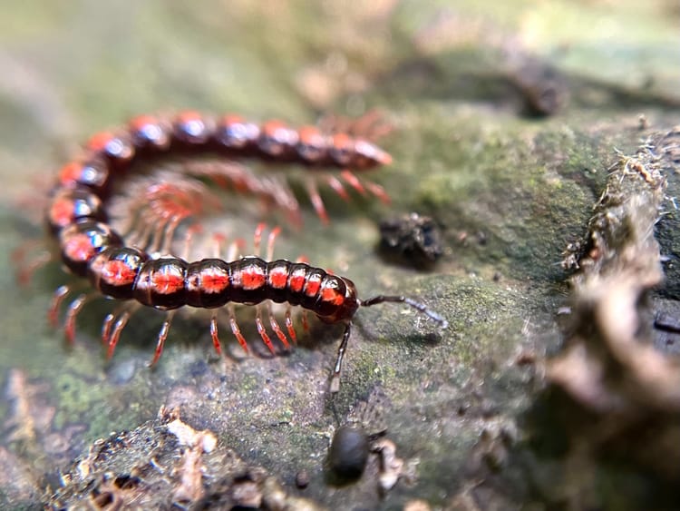 【生態與環境】你是足控嗎？那就進來吧！馬陸：純愛戰士在清華