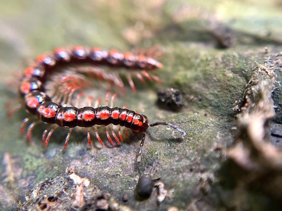 【生態與環境】你是足控嗎？那就進來吧！馬陸：純愛戰士在清華